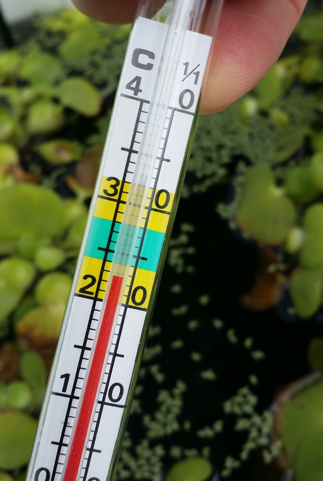 20180223 屋外水温23℃で快適なミナミヌマエビ水槽