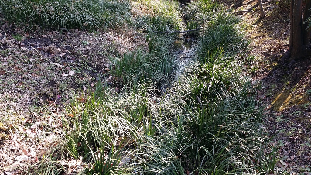 20180224 ミナミヌマエビ採取場