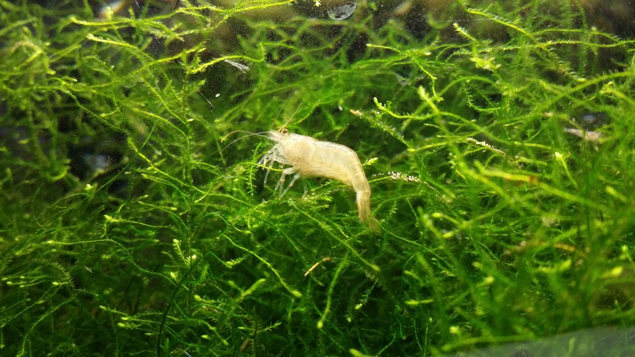20180315 モスにとまるミナミヌマエビ