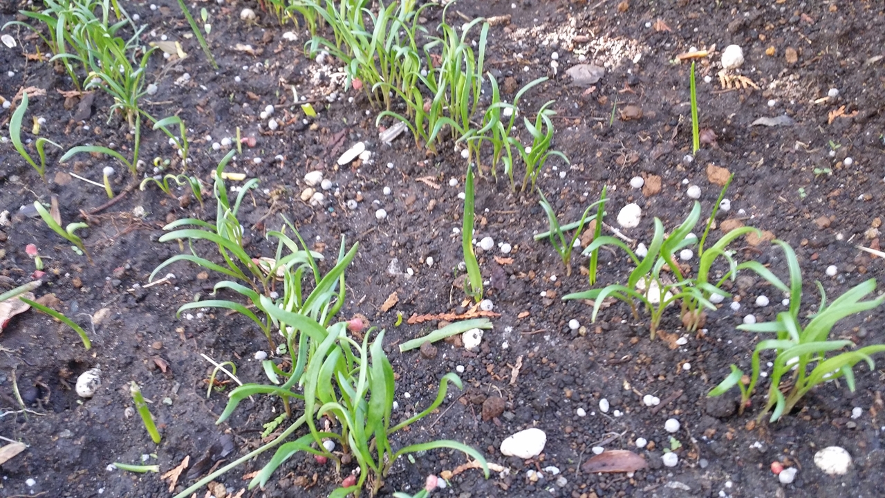20180328 ミナミヌマエビの餌「赤軸ほうれん草」種まきから2週間後
