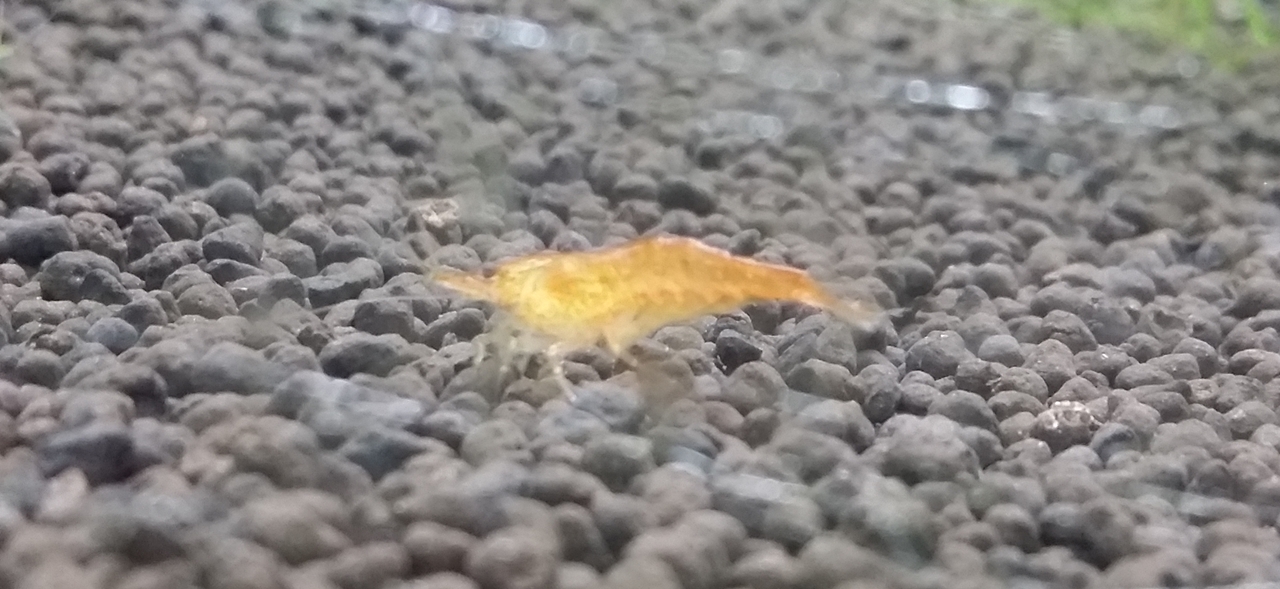 20180430 雄の赤いミナミヌマエビ