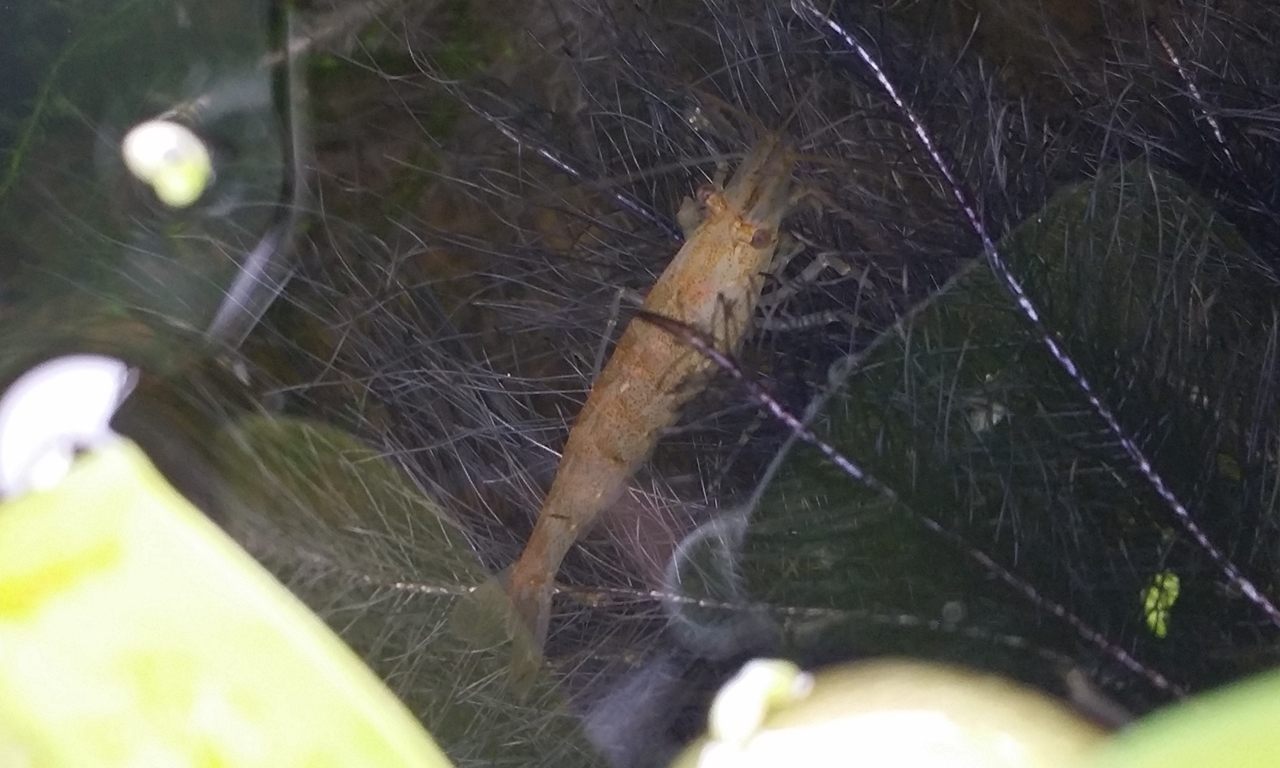 20180523 ホテイ草の根の中でくつろぐミナミヌマエビ