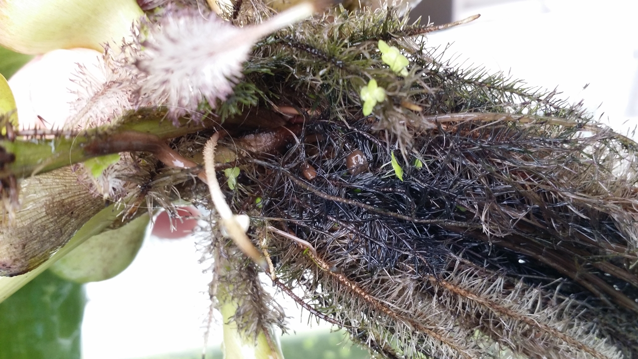 ホテイ草の根にとりついたプラナリア