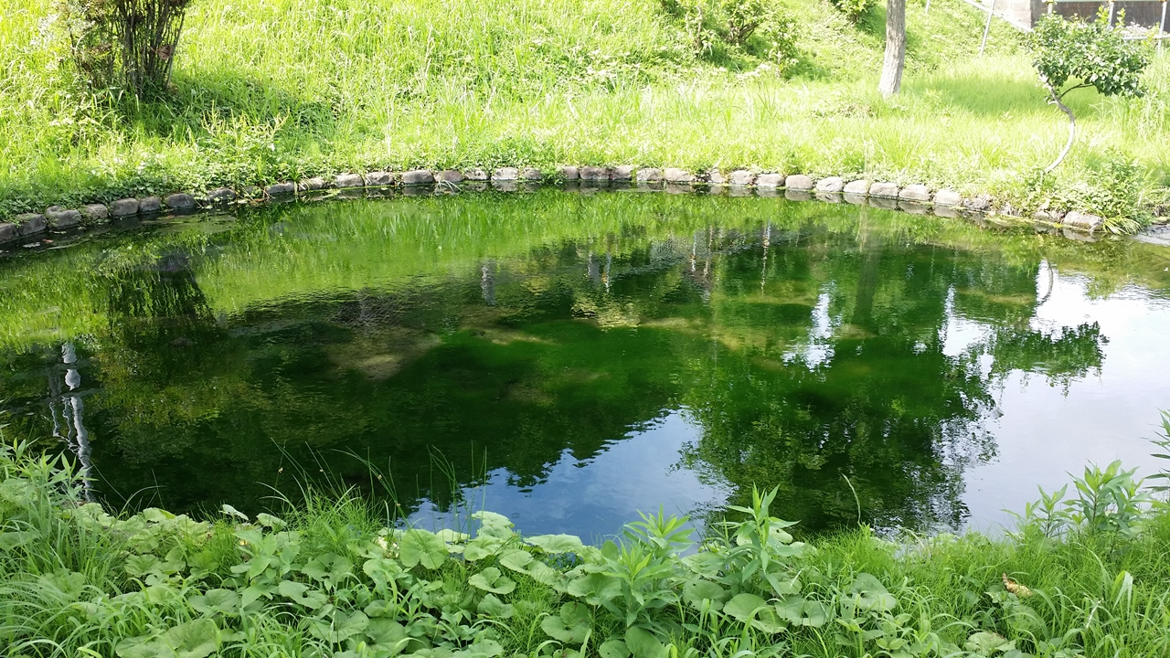 鶴見川源流の泉1