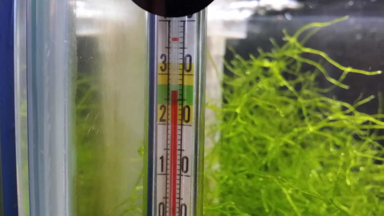 20180715 ミナミヌマエビ水槽はかろうじて水温27℃をキープ