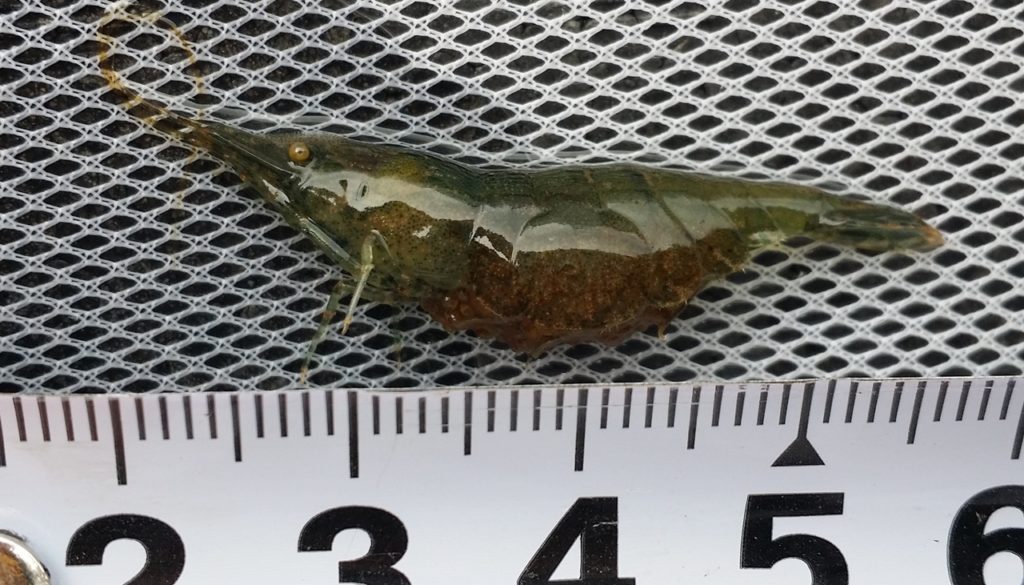 抱卵中の泥色に染まったミナミヌマエビ
