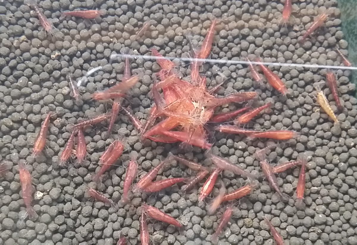 餌に群がる赤いミナミヌマエビ