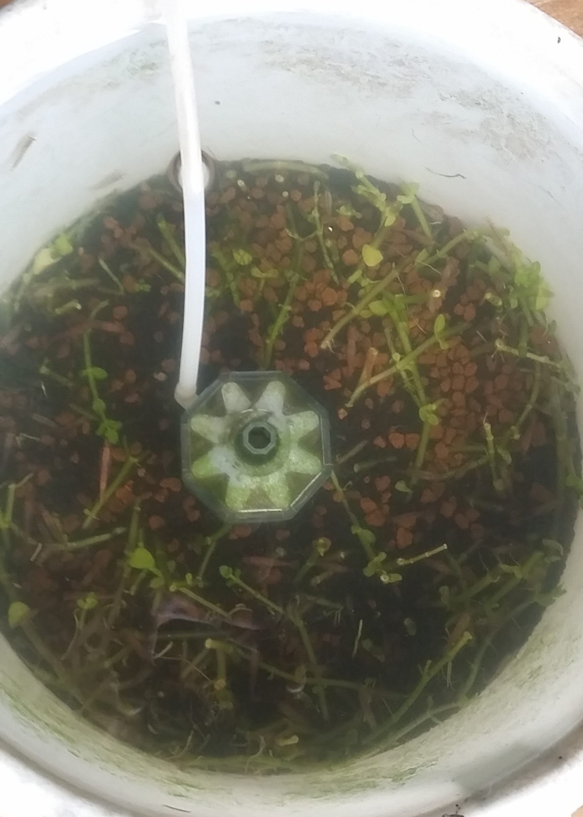 ウォーターバコパを刈り取ったバケツ水槽