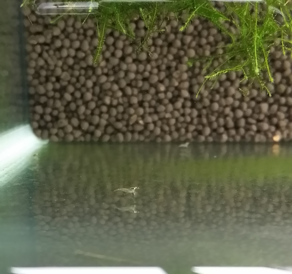 稚エビがガラス水槽壁面の苔をツマツマしている光景