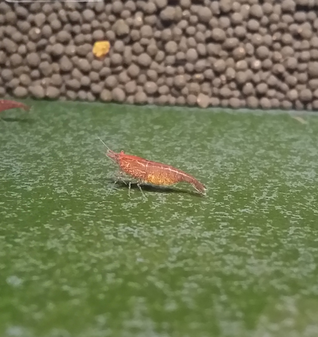 赤いミナミヌマエビの抱卵 ワイケイ商会